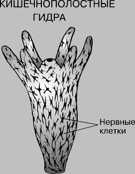 Как зайти на кракен в тор браузере